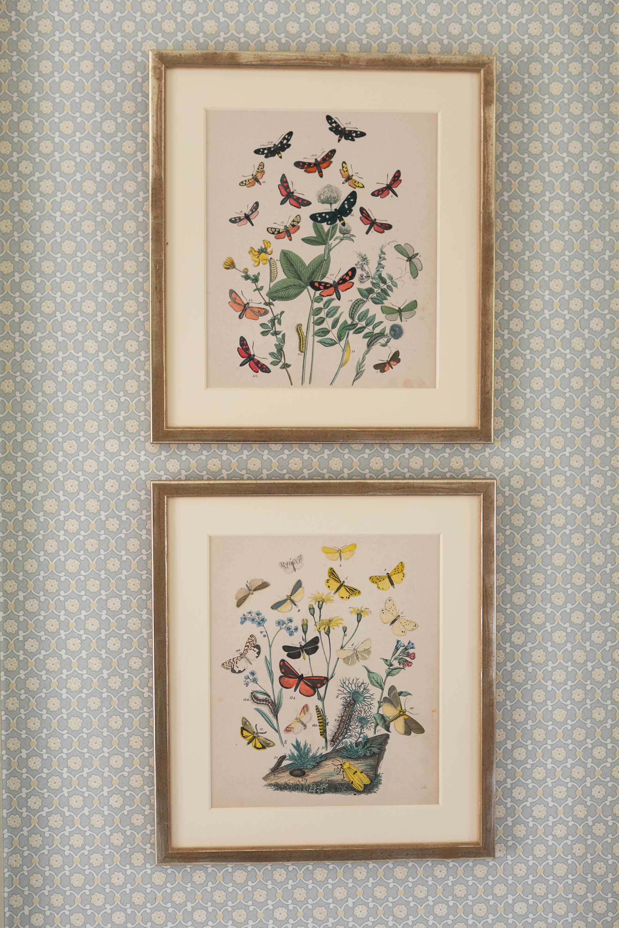 A Pair of Butterfly Prints in Gilt Frames