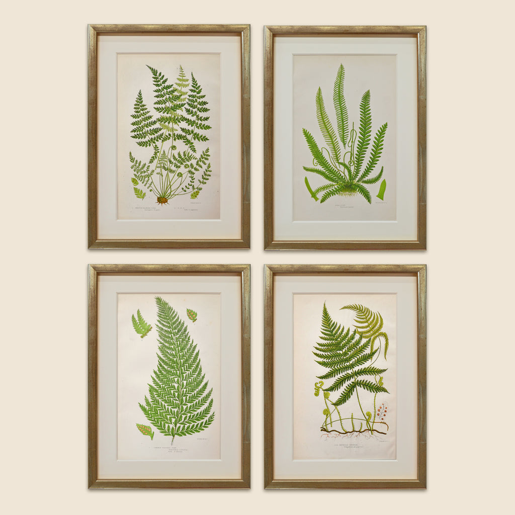 A Set of Eight 19th Century Botanical Engravings