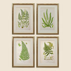 A Set of Eight 19th Century Botanical Engravings