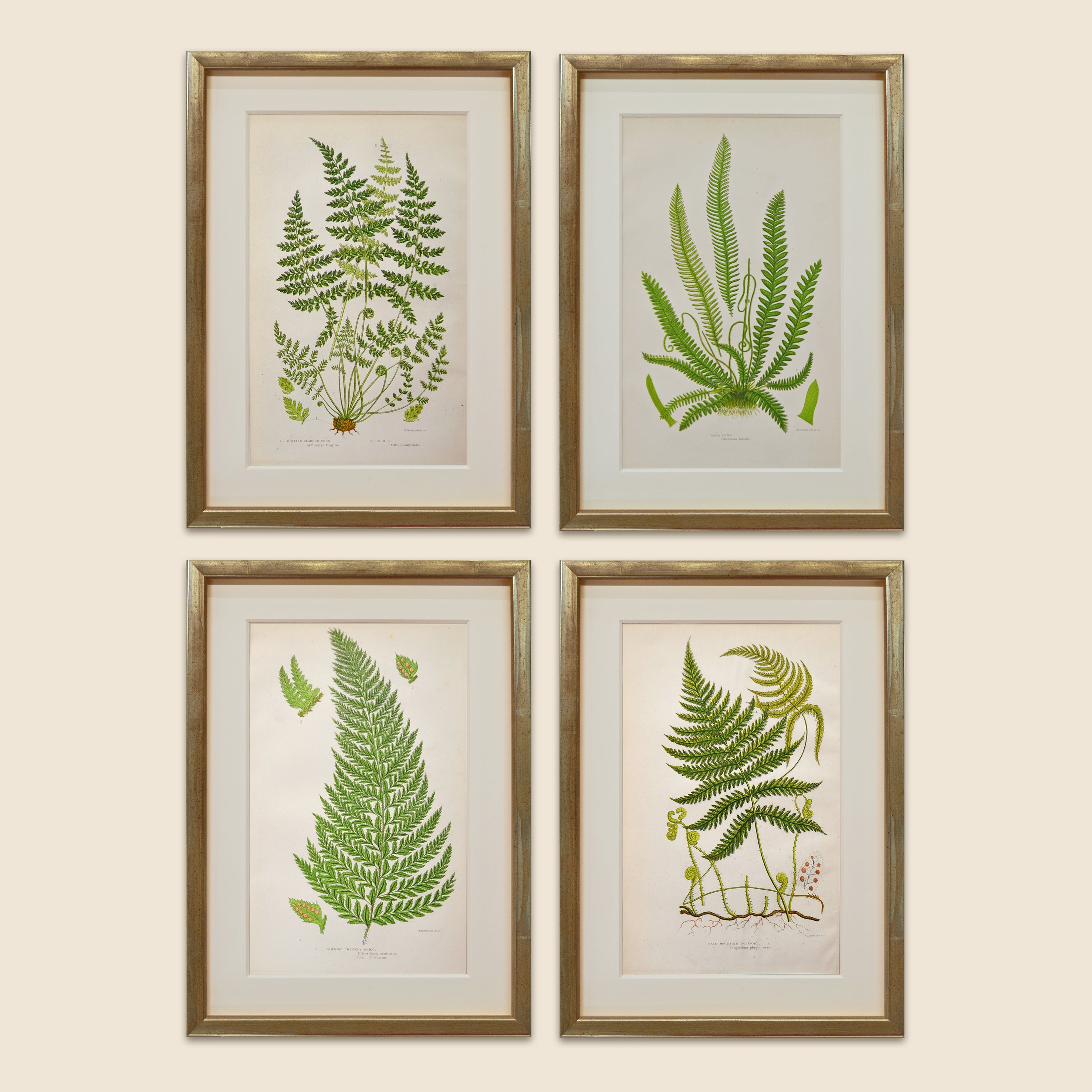 A Set of Eight 19th Century Botanical Engravings