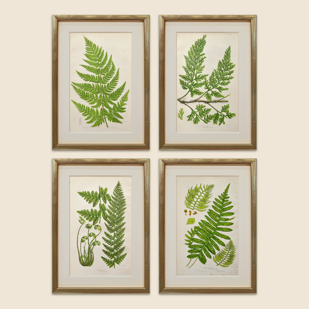 A Set of Eight 19th Century Botanical Engravings