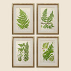 A Set of Eight 19th Century Botanical Engravings