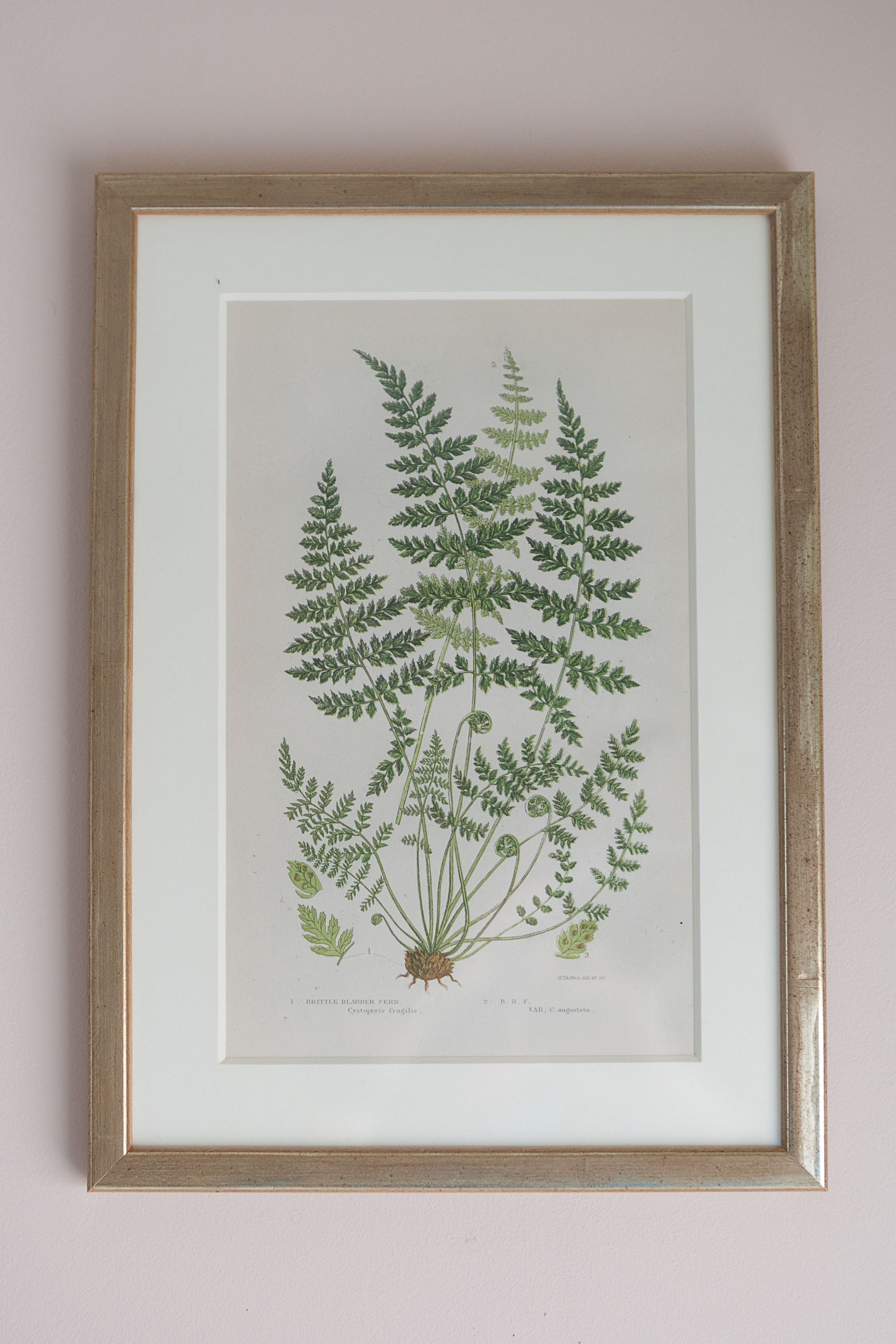 A Set of Eight 19th Century Botanical Engravings