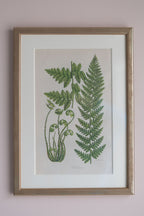 A Set of Eight 19th Century Botanical Engravings