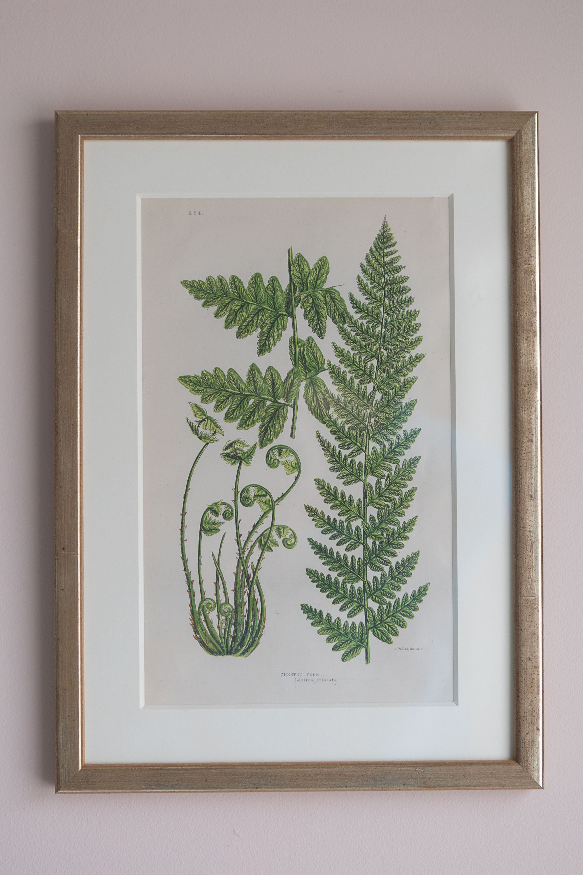 A Set of Eight 19th Century Botanical Engravings