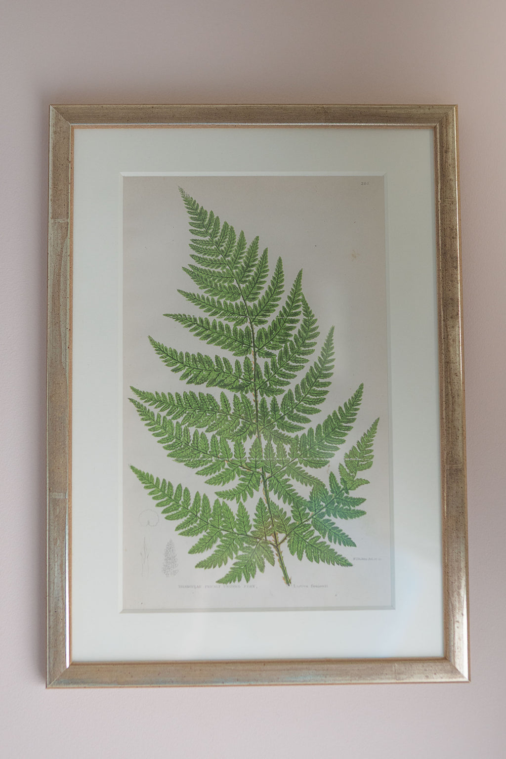 A Set of Eight 19th Century Botanical Engravings