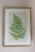 A Set of Eight 19th Century Botanical Engravings