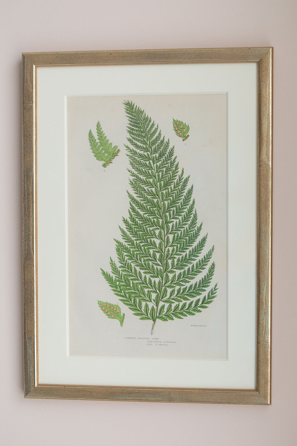 A Set of Eight 19th Century Botanical Engravings