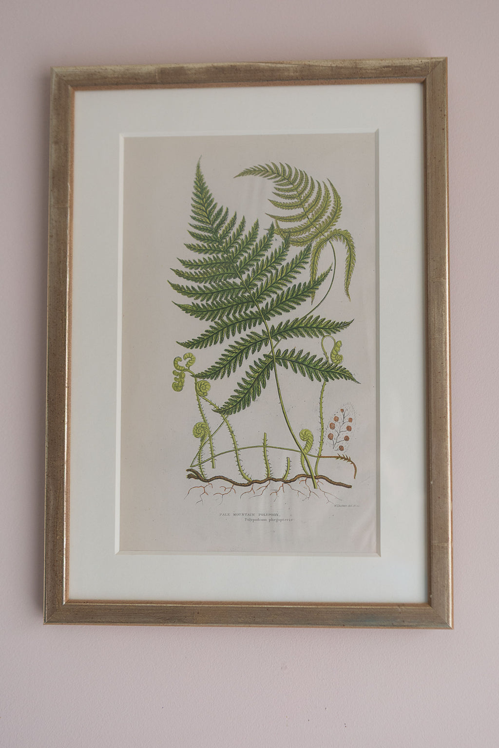 A Set of Eight 19th Century Botanical Engravings