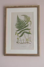 A Set of Eight 19th Century Botanical Engravings