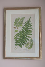 A Set of Eight 19th Century Botanical Engravings