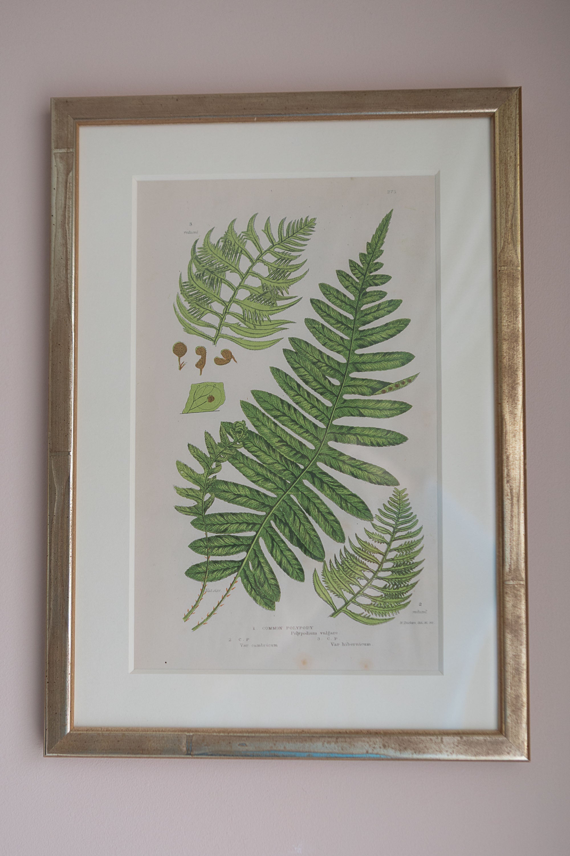 A Set of Eight 19th Century Botanical Engravings