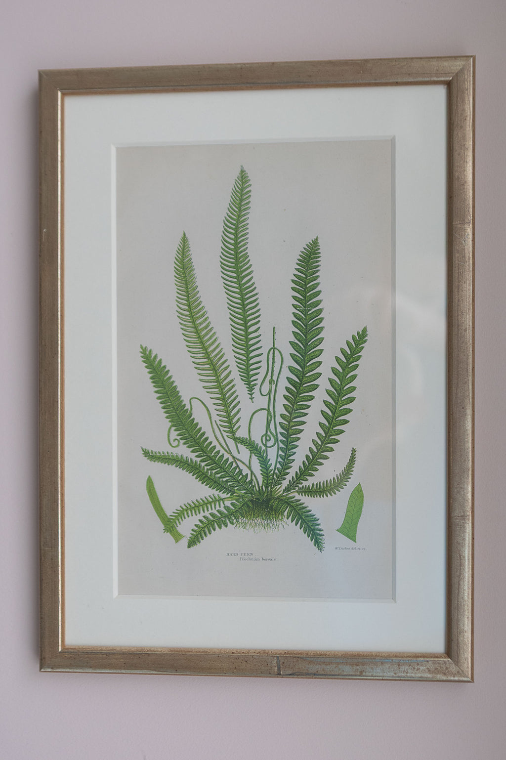 A Set of Eight 19th Century Botanical Engravings