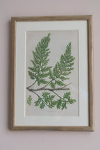 A Set of Eight 19th Century Botanical Engravings