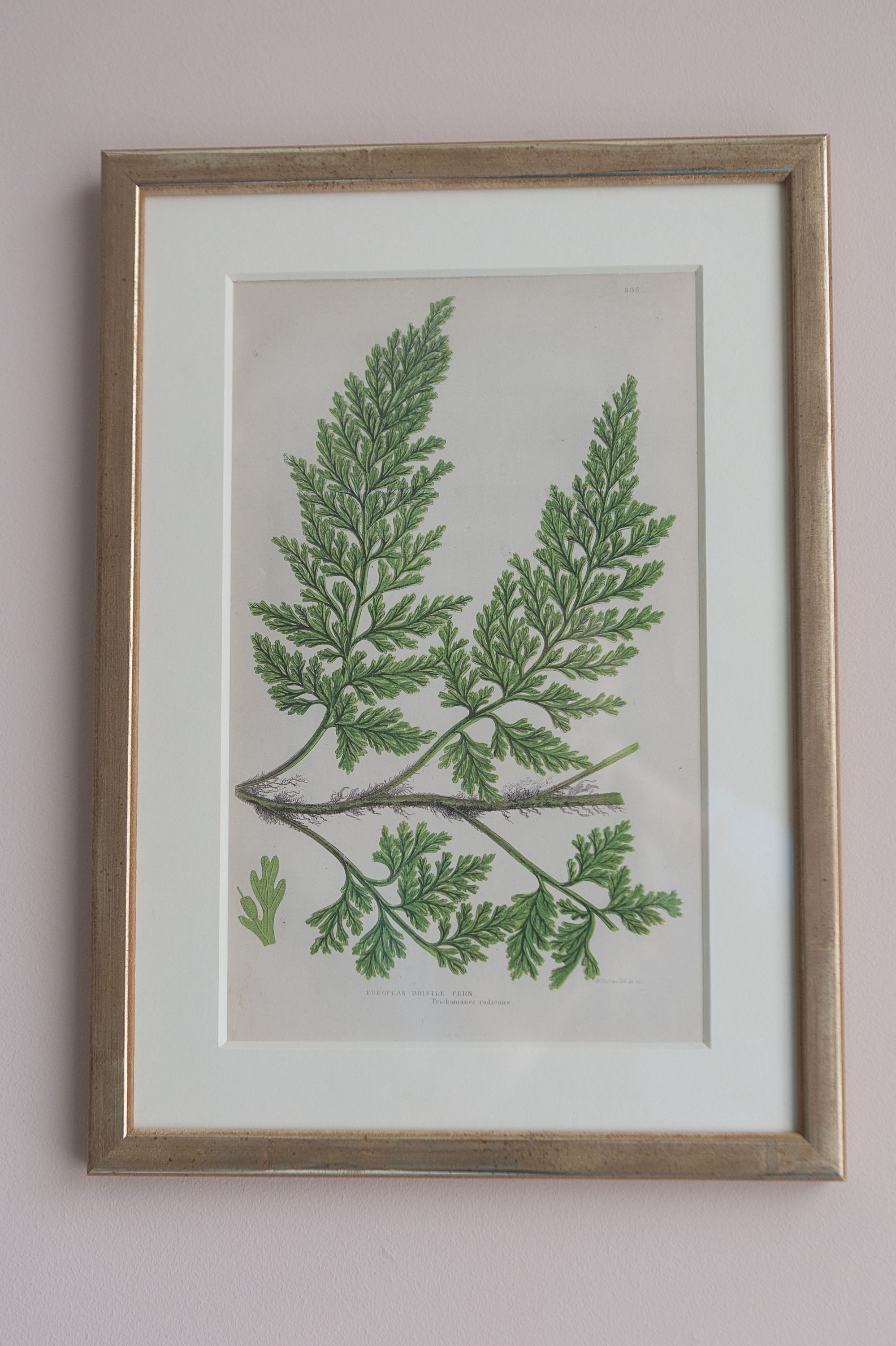 A Set of Eight 19th Century Botanical Engravings
